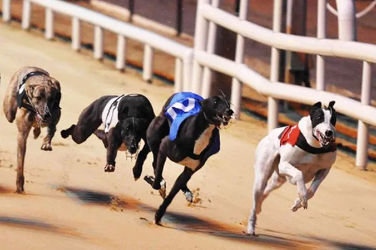 Cách Chơi Game Nhanh Đua Chó Tại U888 Kịch Tính Hấp Dẫn 1 Cách Chơi Game Nhanh Đua Chó Tại U888 Kịch Tính Hấp Dẫn