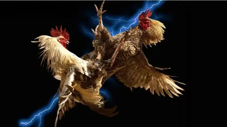 Cách Chơi Đá Gà WS168 Tại U888 Hấp Dẫn Không Thể Bỏ Lỡ 1 Cách Chơi Đá Gà WS168 Tại U888 Hấp Dẫn Không Thể Bỏ Lỡ